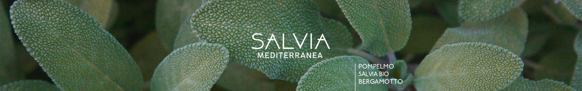 Salvia-Mediterranea